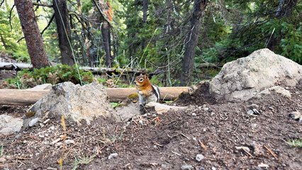 Chipmunk in the Mountains 