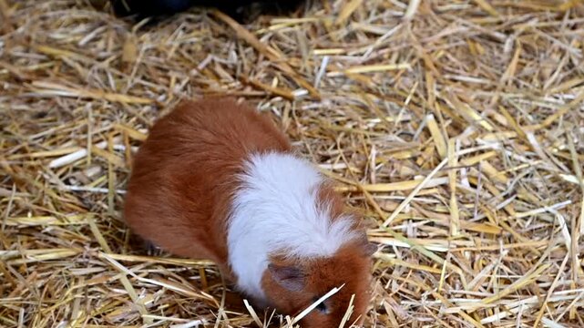 Fluffy brown and white guinea pig stands on a straw mat or bed of hay and washes itself. Natural behavior of a rodent in a home environment