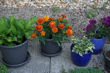 Flower Pots Urban Garden
