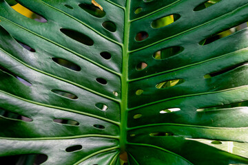 Selective focus green leaves of Monstera deliciosa in garden, The Swiss cheese plant or split-leaf philodendron is a species of flowering plant native to tropical forests, Natural greenery background. © Sarawut
