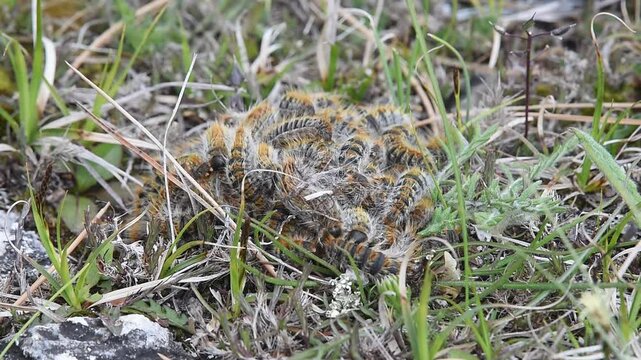 Pine processionary (Thaumetopoea pityocampa) 