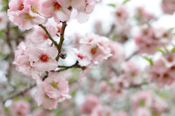 Fototapeta premium Spring nature background with lovely blooming almonds in pastel banner. Springtime concept