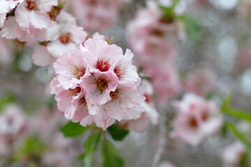 Spring nature background with lovely blooming almonds in pastel banner. Springtime concept