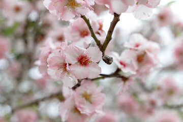 Spring nature background with lovely blooming almonds in pastel banner. Springtime concept