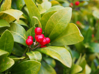 Close-up of the fruits of a Japanese skimmia (skimmia japonica) growing in Bonn, Germany in January