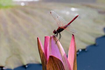 Libelle an einer Seerose