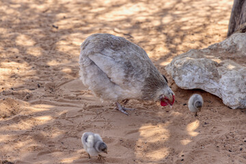 one day baby chicken organic walking in the sand with a hen, home grown free range in the yard Africa