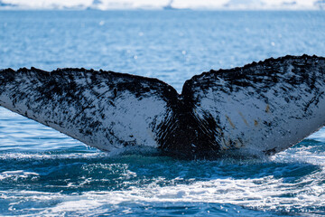 Humpback whale's tail. Whales in Antarctica.