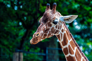 Giraffe