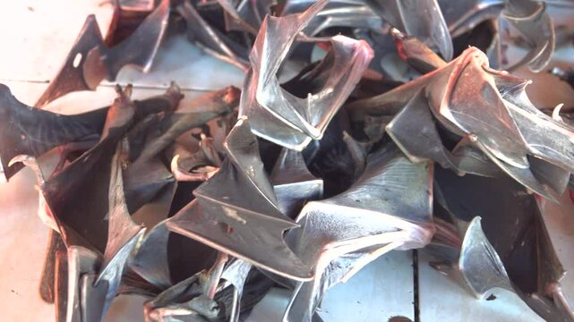Wet Asian markets.Food tastes disgusting to European.But it's poor country, eat everything , including rare animal species.Providing population with normal food global problem.Bats and rousettes. ID