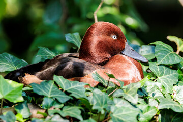 Moorente Seitenportrait