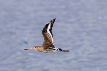Fototapeta premium Black-Tailed Godwit (Limosa limosa), often found in wetlands like Bull Island, Dublin, Ireland.