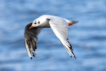 Black-Headed Gull (Chroicocephalus ridibundus), common in coastal areas like Bull Island, Dublin.