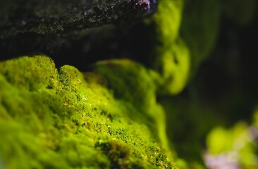 moss on the tree