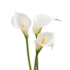 Elegant calla lily flowers gracefully arranged on a bright transparent background, calla lilly flowers isolated on transparent background