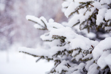 Snow-covered branches of a fir tree in a calm winter landscape filled with white snow and a serene atmosphere.