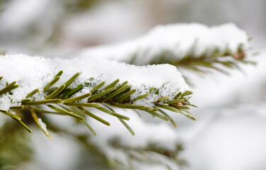 Pine tree branch with snow