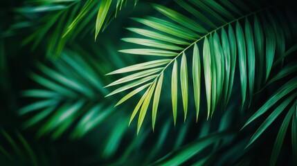 Lush Green Palm Fronds: A Tropical Paradise