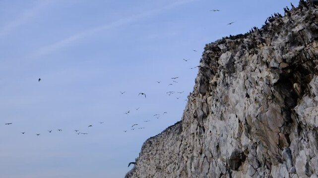 Cormorants flying and sitting on stones. The cormorant's scientific name is Phalacrocorax capillatus. Lake Baikal