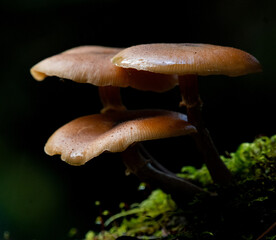 Fototapeta premium Mushroom on a log