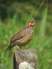 Colinus cristatus 
