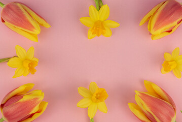 Obraz premium Gelbe Narzissen und rot-gelbe Tulpen vor einem flachen rosafarbenden Hintergrund, Platz für Text, als Konzept für Frühling