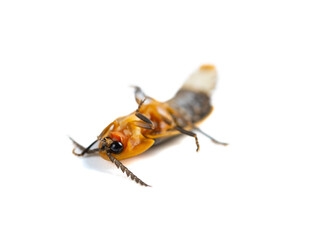 angle view firefly on a white background