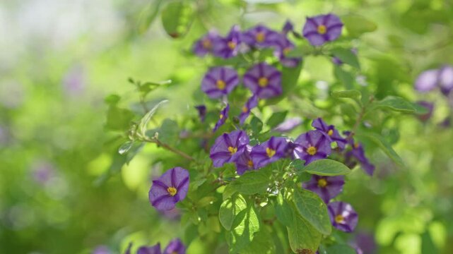 Vibrant purple flowers of solanum rantonnetii bloom outdoors in murcia, spain, amidst lush green leaves under bright sunlight, creating a lively and natural scene.