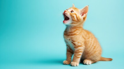 Adorable Ginger Kitten Meows Against a Turquoise Background
