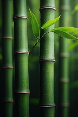 Obraz premium Serene Bamboo Structure in Japanese Garden with Decorative Fence and Lush Green Background