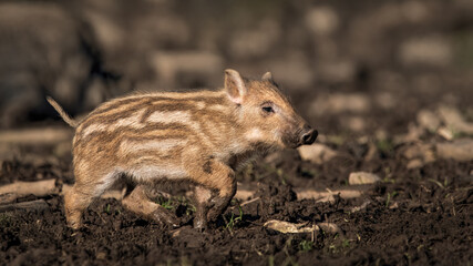  Running Little Boarlet Sus