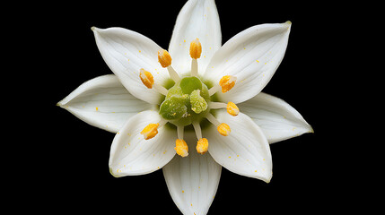 Fototapeta premium macro shot of starflower with delicate white petals and vibrant yellow stamens, showcasing its intricate beauty