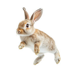 a cute rabbit in mid-leap. showcasing its soft fur and expressive ears against a plain white background the playful nature of rabbits. making it ideal for educational materials. children?s books. or p