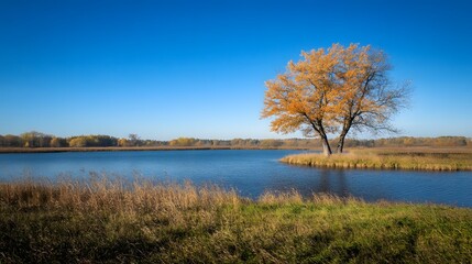 Obraz premium Solitary autumn tree by calm lake under blue sky