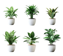 collection of six potted plants arranged in two rows each plant has a distinct leaf shape and size. showcasing a variety of green foliage the pots are simple and white. enhancing the natural beauty of