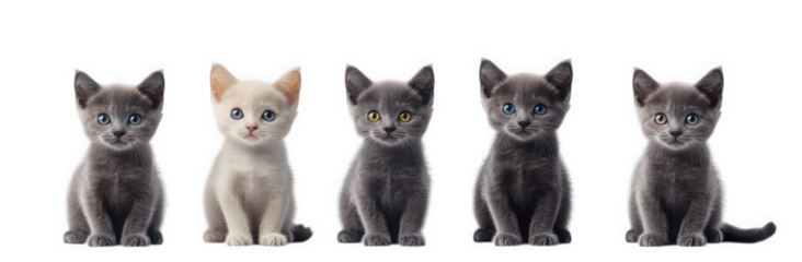five adorable kittens sitting in a row against a white background the kittens display various fur colors. including gray and cream. with distinct eye colors. creating a charming and playful scene feel