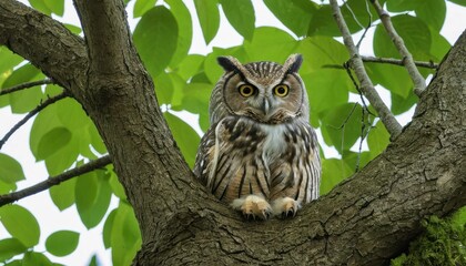 Eurasian Eagle-Owl perched in a pine tree