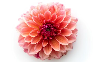 Fototapeta premium A close up of a pink flower on a white surface