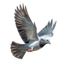 Naklejka premium a pigeon in mid-flight showcases its elegant wings and distinctive coloration. capturing the beauty of avian movement against a clean. white background the grace and agility of this common bird. highl
