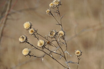 Dry flowers in a field in autumn