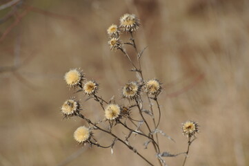 Dry flowers in a field in autumn