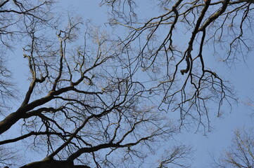 Gray branches on beech trees in the forest, blue autumn sky