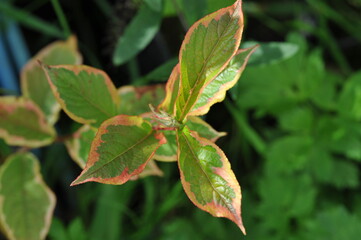 Interesting plants in the garden