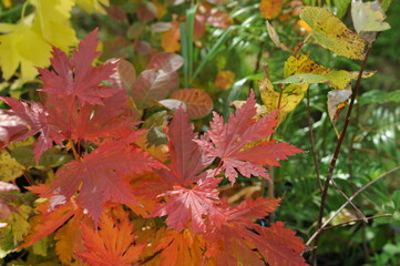 Interesting plants in the garden