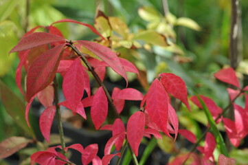 Interesting plants in the garden
