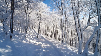 Fototapeta premium Snowy forest path, winter sunlight, trees, background landscape, nature photography