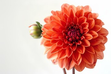 A close up of a flower in a vase