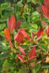 Interesting plants in the garden