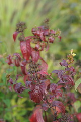 Interesting plants in the garden