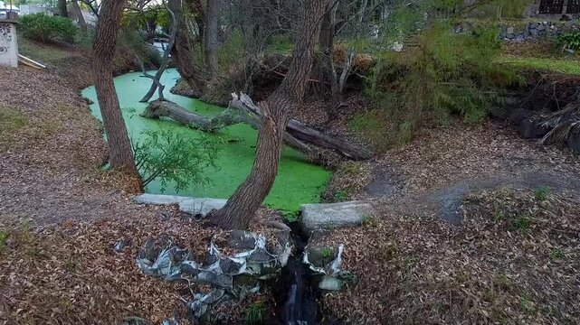 Toma de acercamiento de un rio con moho verde entre los arboles con drone